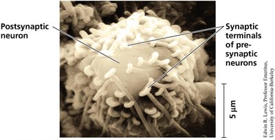 Summation of postsynaptic potentials