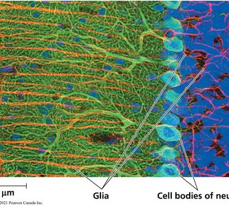 Fluorescent image showing glia and neuron cell bodies