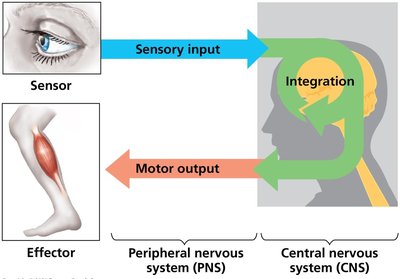 Diagram of sensory input, integration, and motor output