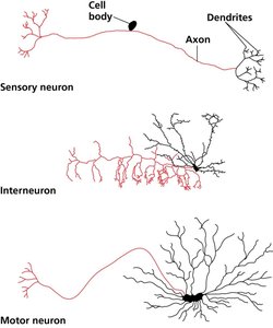 Diagram of sensory neuron, interneuron, and motor neuron