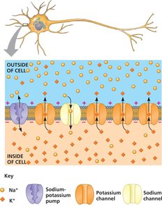 Diagram of sodium-potassium pump and ion channels in neuron membrane