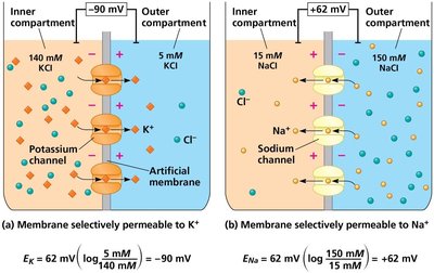 Diagram showing equilibrium potentials for K+ and Na+