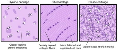 Types of cartilage: hyaline, fibrocartilage, elastic