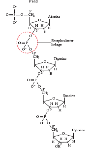 DNA structure showing phosphodiester linkage