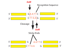 Sticky and blunt ends produced by restriction enzymes