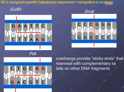 Restriction enzyme recognition sites and cut types