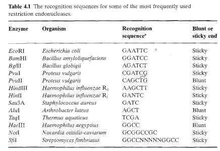 Restriction enzyme recognition sites and structure of cleaved products