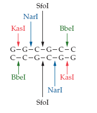Isoschizomer definition and example