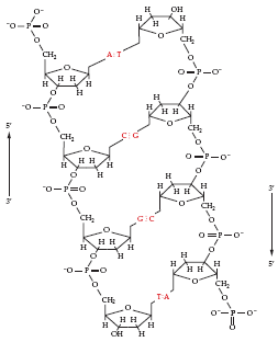 Double-stranded DNA with base pairing