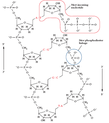 DNA replication with incoming nucleotide and new phosphodiester linkage