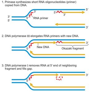 Steps in DNA replication: primer synthesis, elongation, and gap filling