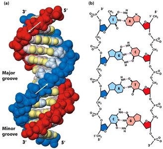 DNA double helix showing major and minor grooves