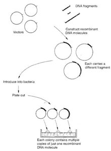 Overview of recombinant DNA cloning process
