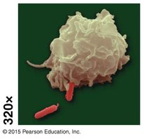 Phagocytic white blood cell