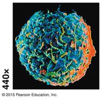 Lymphocyte