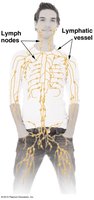 Lymphatic system and lymph nodes