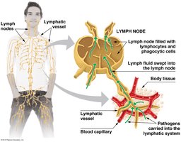 Lymph node structure and function