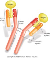 Antibody structure