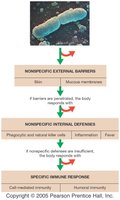 Overview of immune defenses