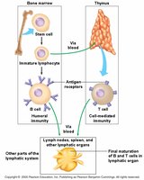B cell maturation and differentiation