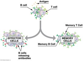 Clonal selection and differentiation