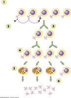 Steps of clonal selection