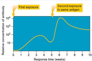 Primary and secondary immune responses