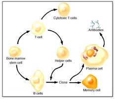 T cell functions