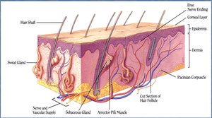 Structure of the skin as a barrier