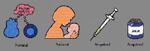 Passive and active immunity