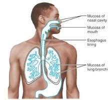 Mucosal linings of respiratory and digestive tracts