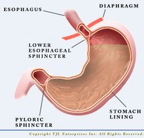 Stomach and gastric juice