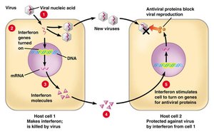 Interferon action against viruses