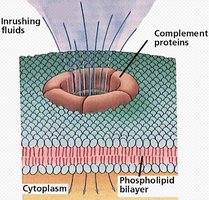 Complement proteins forming a pore in a pathogen membrane
