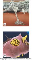 Phagocytosis by immune cells
