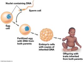 Transmission of Genetic Information from Parents to Offspring