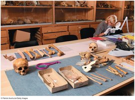 Fossil evidence and study of evolutionary history