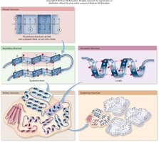 Four levels of protein structure: primary, secondary, tertiary, quaternary