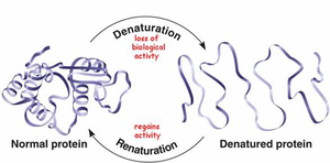 Denaturation and renaturation of proteins
