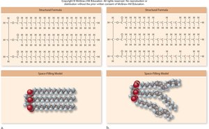 Structure of saturated vs. unsaturated fats