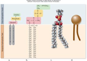 Phospholipid structure: head and tails