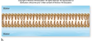 Phospholipid bilayer structure