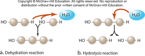 Dehydration and hydrolysis reactions in polymer formation and breakdown