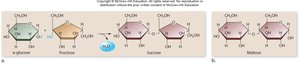 Formation of disaccharides from monosaccharides