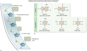 Nucleic acid structure: nucleotide components and base pairing