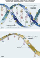 DNA double helix vs. RNA single strand structure
