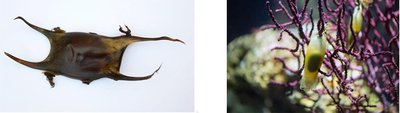 Egg cases of cartilaginous fish