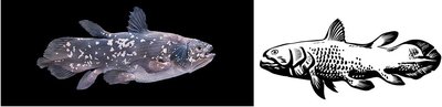 Lobe-fin fish (coelacanth)