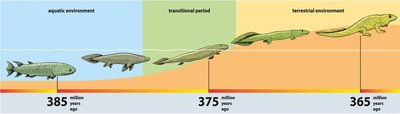 Transition from aquatic to terrestrial tetrapods