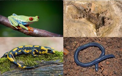 Diversity of amphibians